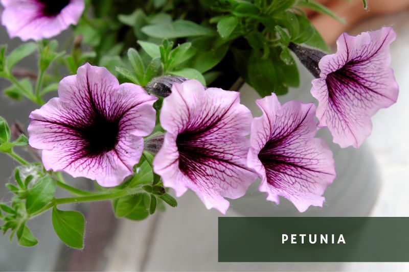 purple flowering petunia