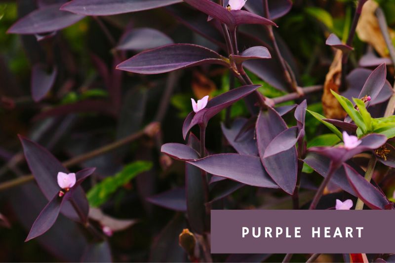 purple heart succulent