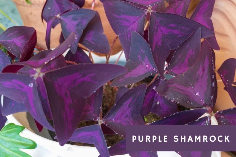 Purple Leaf Houseplants: 12 Green and Purple Varieties to Brighten Your ...