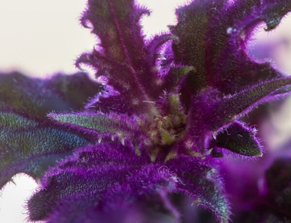 Gynura aurantiaca purple leaves