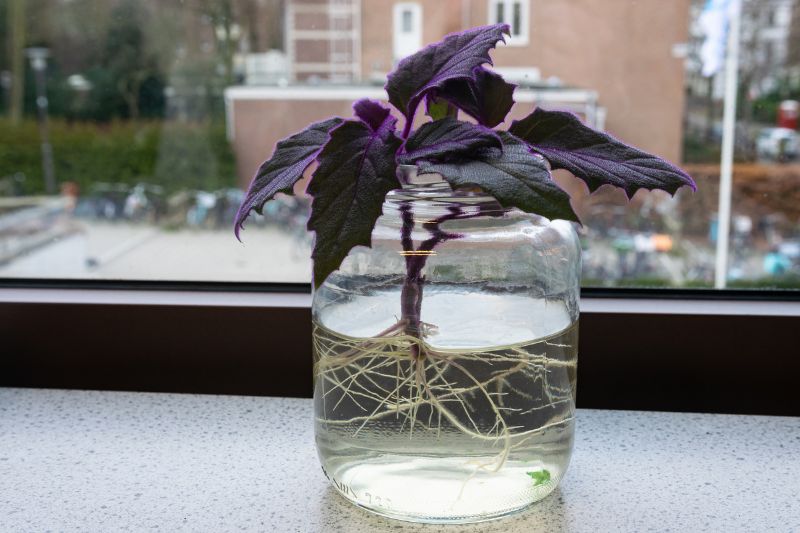 purple passion cutting rooting in a pot of water