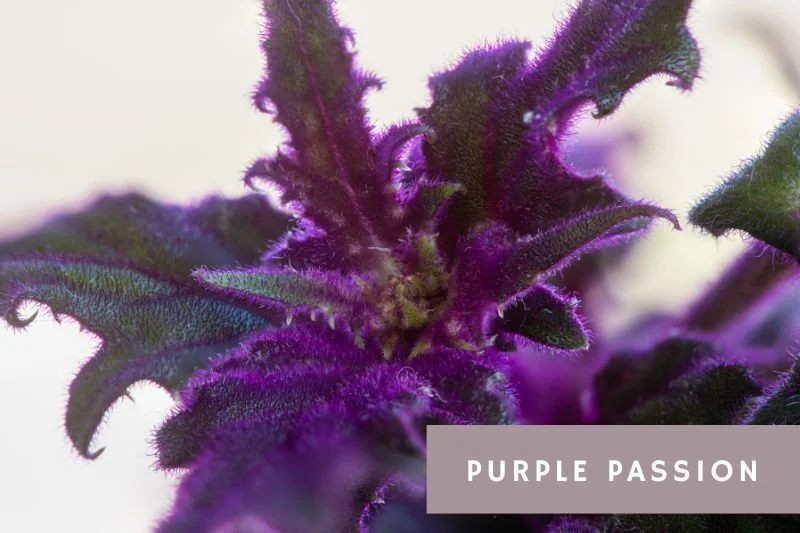 purple passion plant