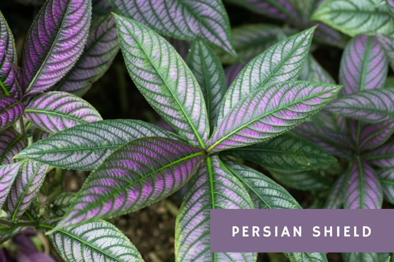 persian shield plant with iridescent purple leaves