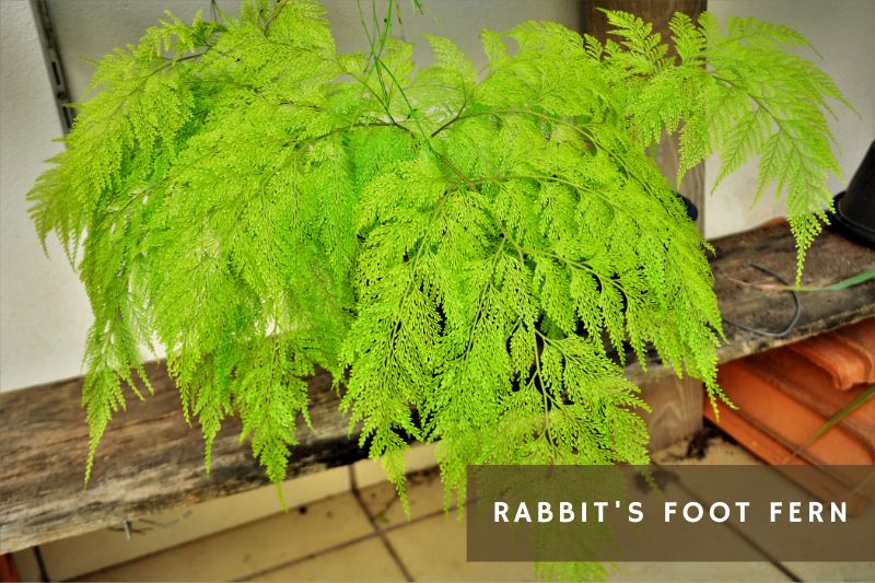 rabbit's foot fern