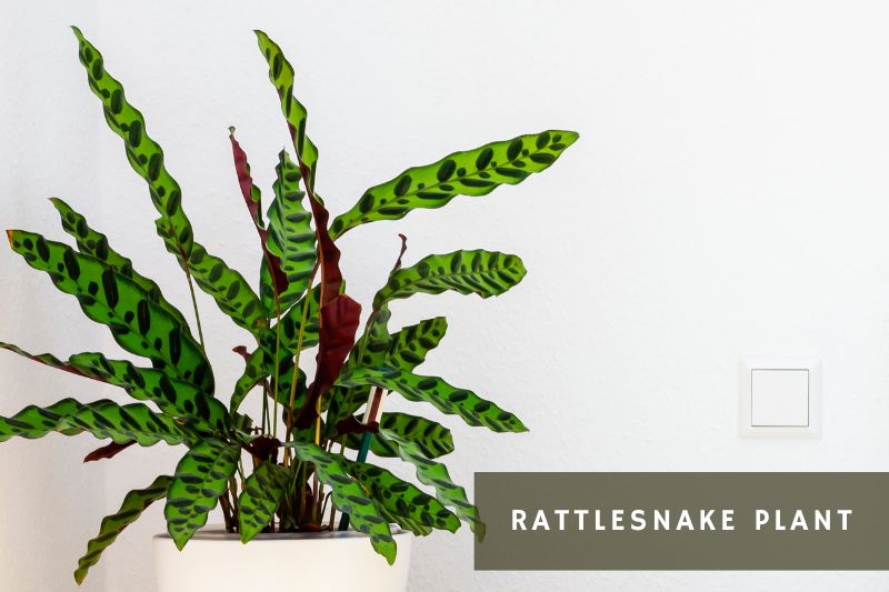 rattlesnake calathea plant with spotted leaves