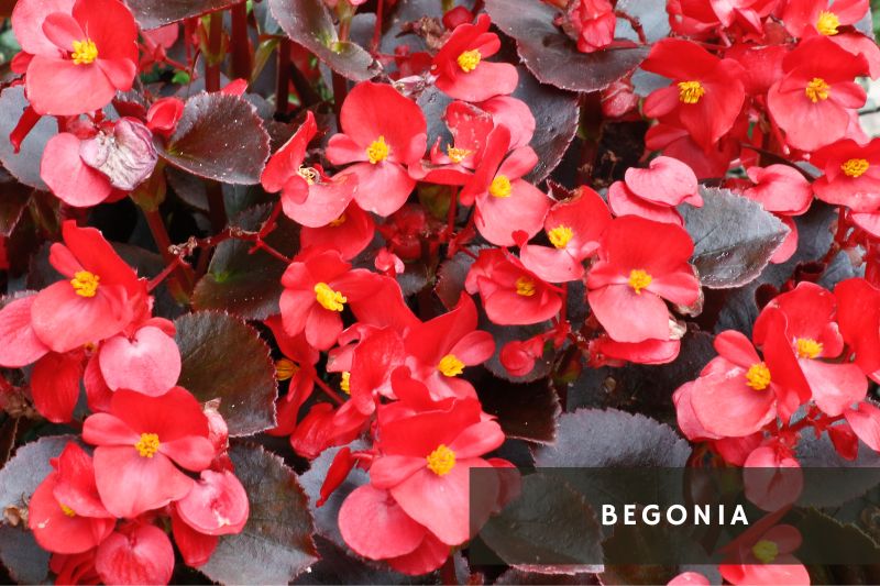 begonia with green and red leaves