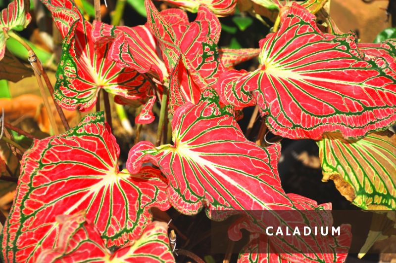 caladium with green and red leaves