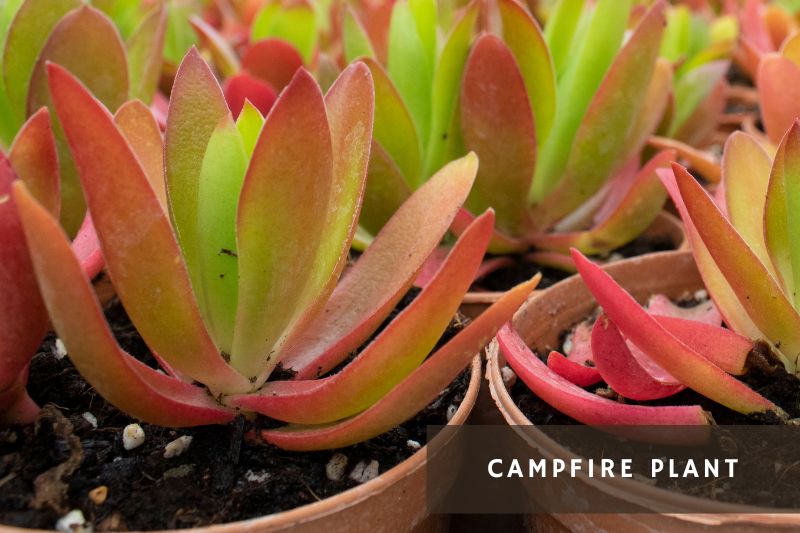 campfire plant with green and red leaves