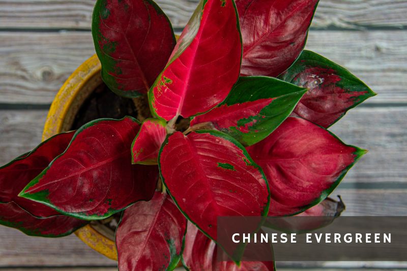 aglaonema with green and red leaves