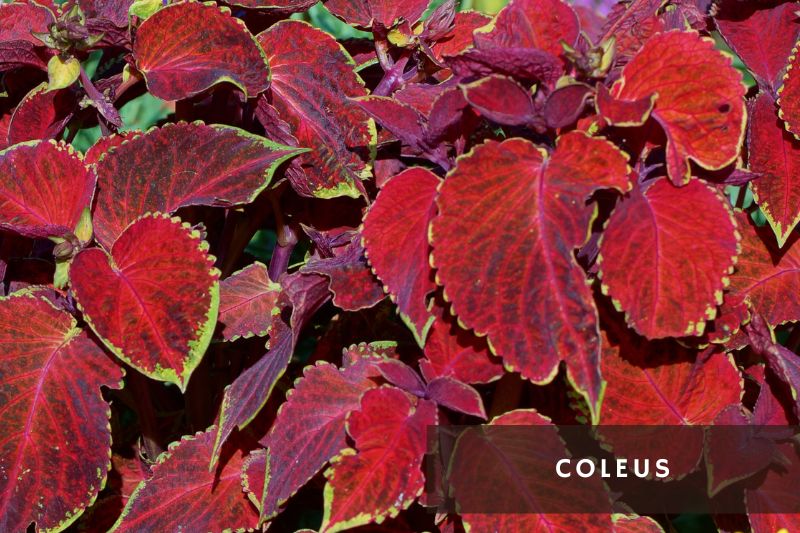 coleus with green and red leaves