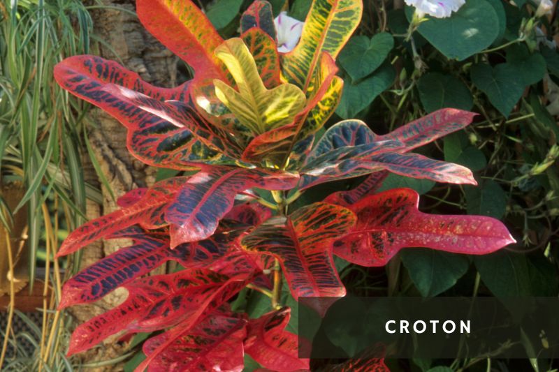croton with green and red leaves