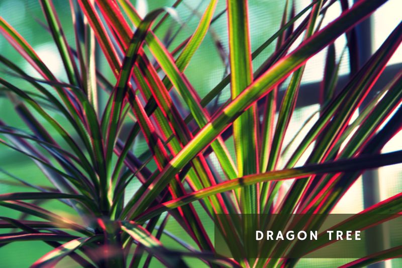 dragon tree with green and red leaves