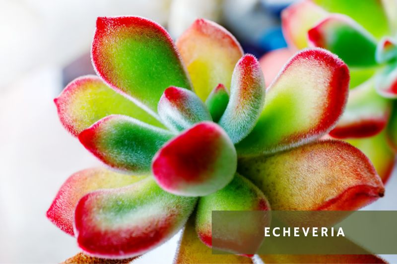 echeveria with green and red leaves