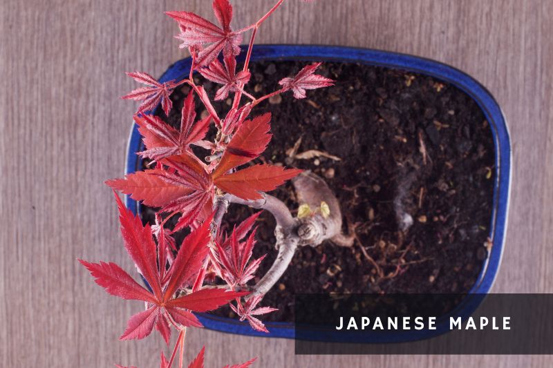 japanese maple with green and red leaves