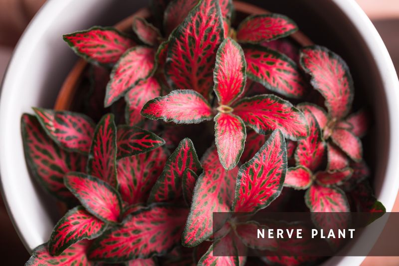 nerve plant with green and red leaves