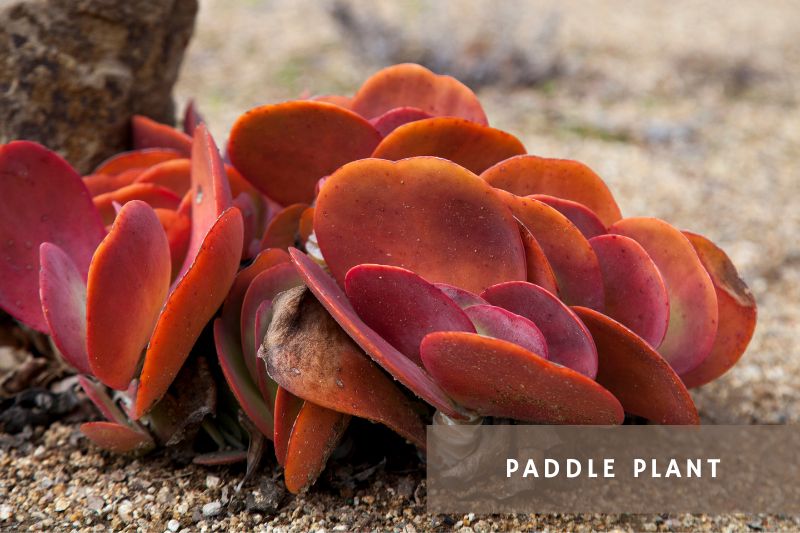 paddle plant with green and red leaves