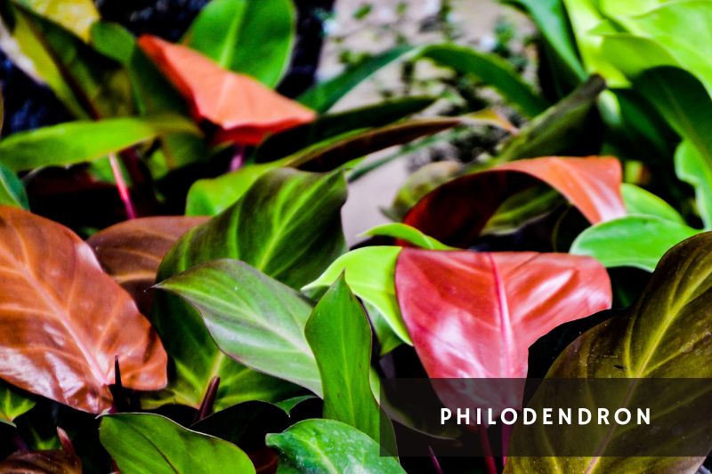 philodendrons with green and red leaves