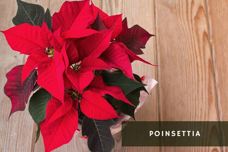 poinsettia with green and red leaves