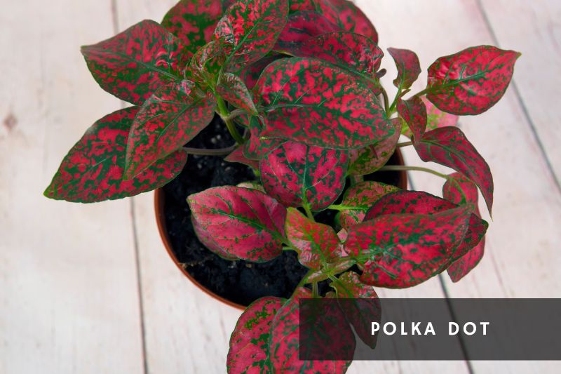 polka dot plant with green and red leaves