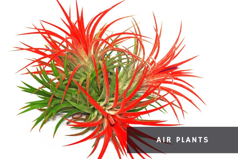 air plant with green and red leaves