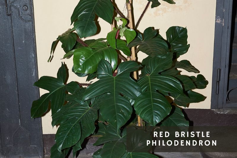 red bristle philodendron variety