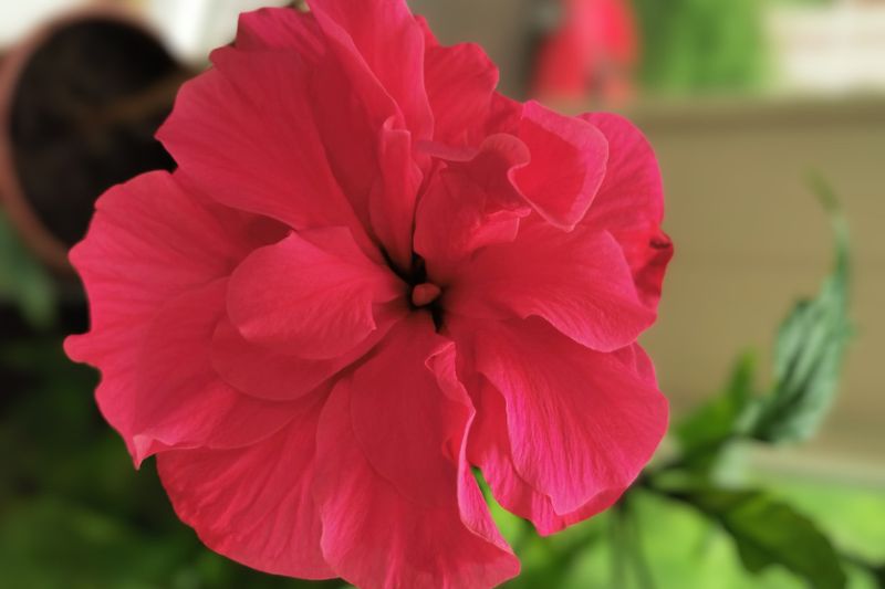red chinese hibiscus flower