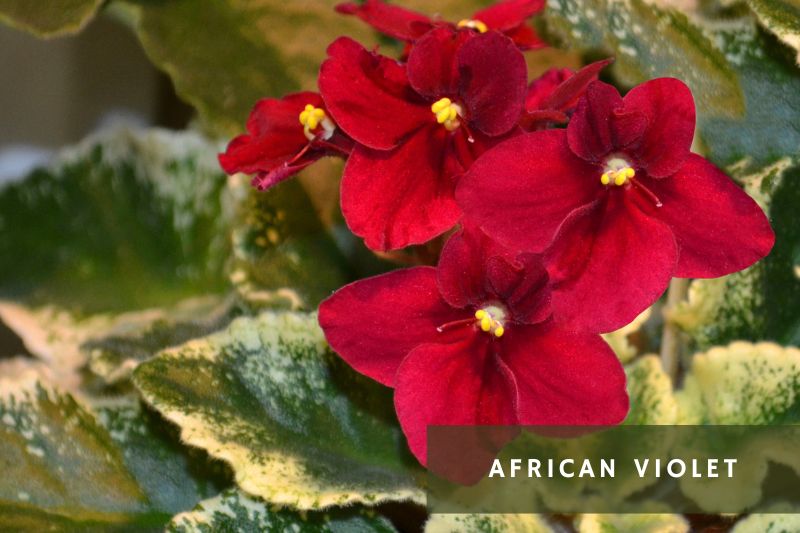 red flowering african violet