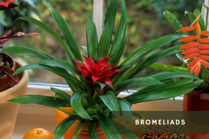 red flowering bromeliad