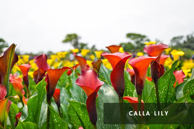 red flowering calla lily