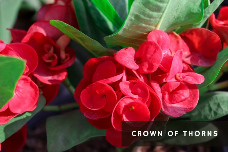 red flowering crown of thorns