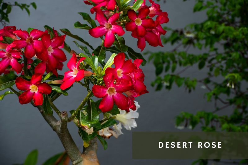 red flowering desert rose