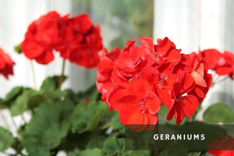 red flowering geraniums