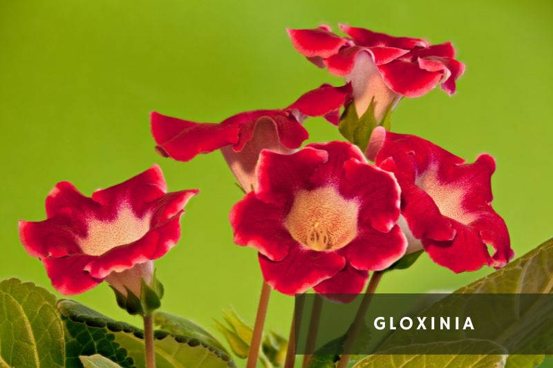 red flowering gloxinia