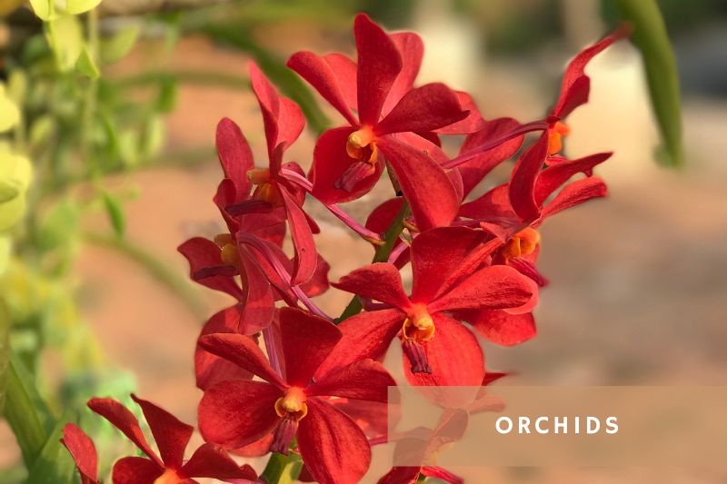 red flowering orchid