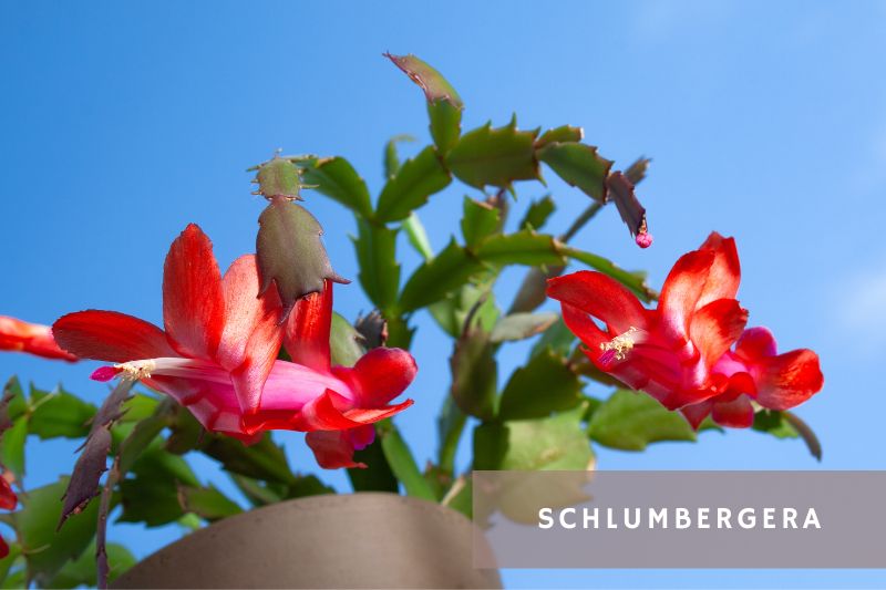 red flowering schlumbergera