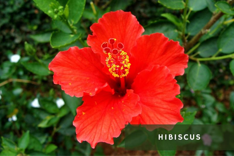 red flowering hibiscus