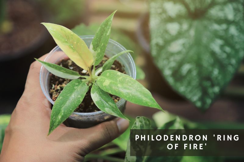 ring of fire philodendron variety