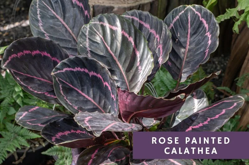 rose painted calathea