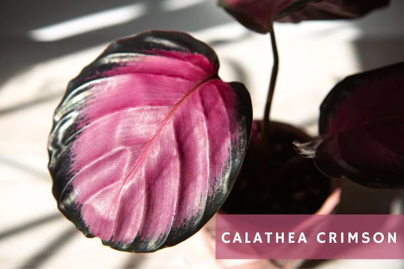 Calathea Varieties Vibrant Types Of Calathea Plants Apartment Buds