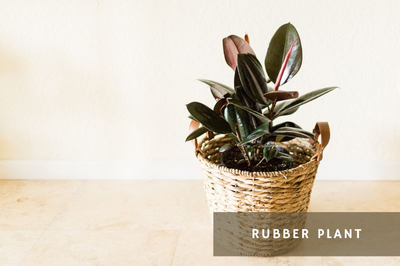 small rubber tree in a pot