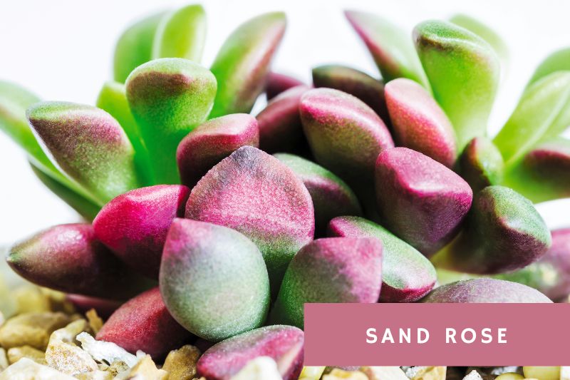 sand rose succulents with pink-purple and green leaves