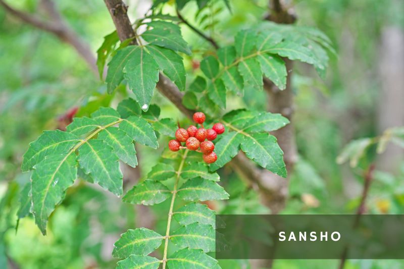 sansho or japanese pepper 