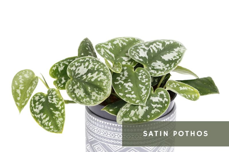 satin pothos with spotted leaves