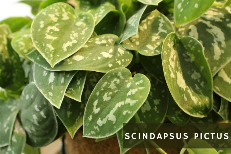 scindapsus pictus with heart shaped leaves