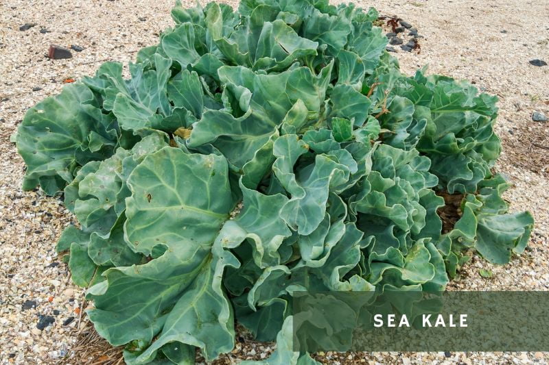 sea kale plant
