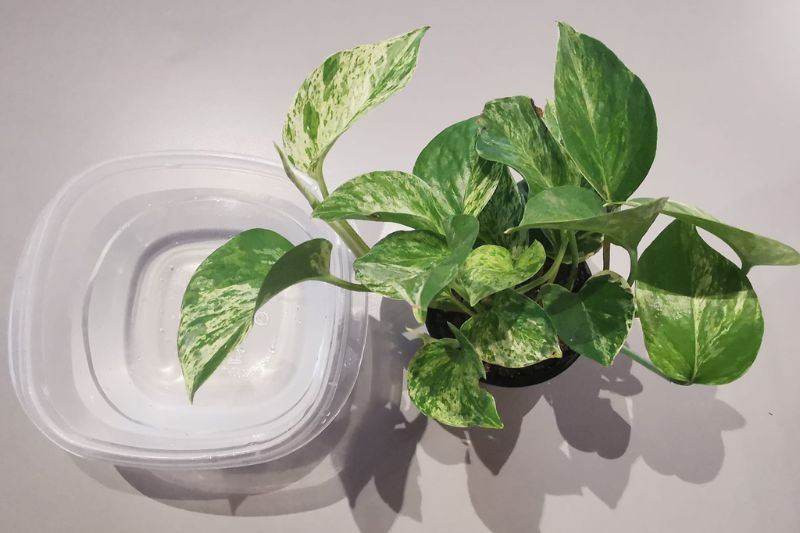 marble queen pothos near a container with water ready to be bottom watered