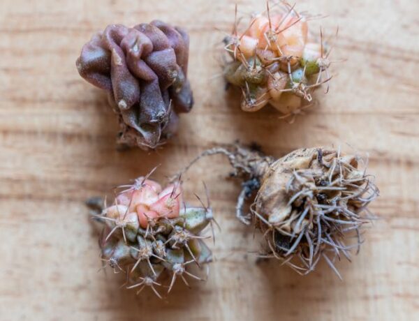 a group of 4 cacti shrinking and dying