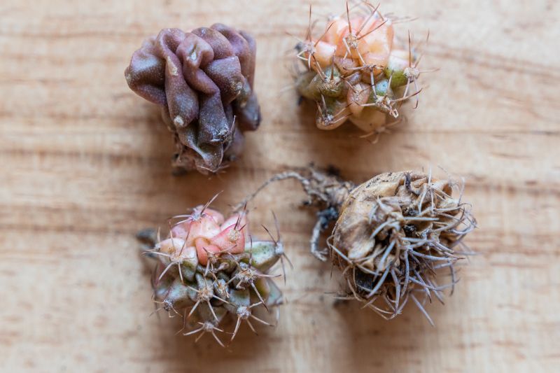 why-is-my-cactus-shrinking-causes-and-solutions-apartment-buds