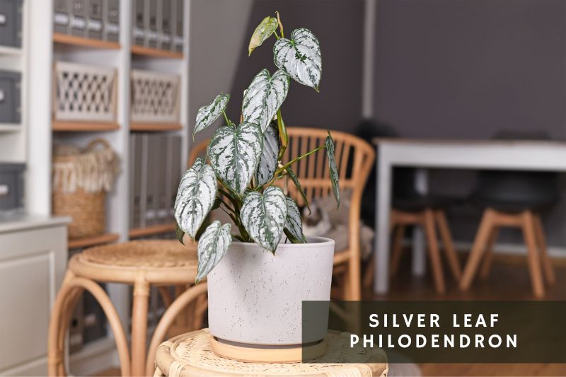 silver leaf philodendron variety