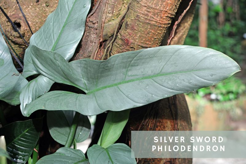 silver sword philodendron